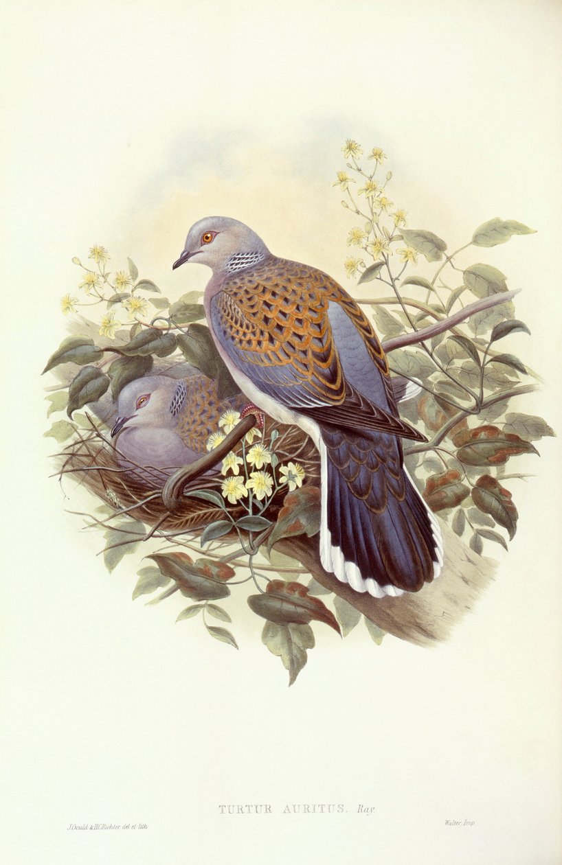 السلحفاة الأوروبية (Streptopelia turtur) ، نقش بواسطة جون جولد بواسطة جون جولد