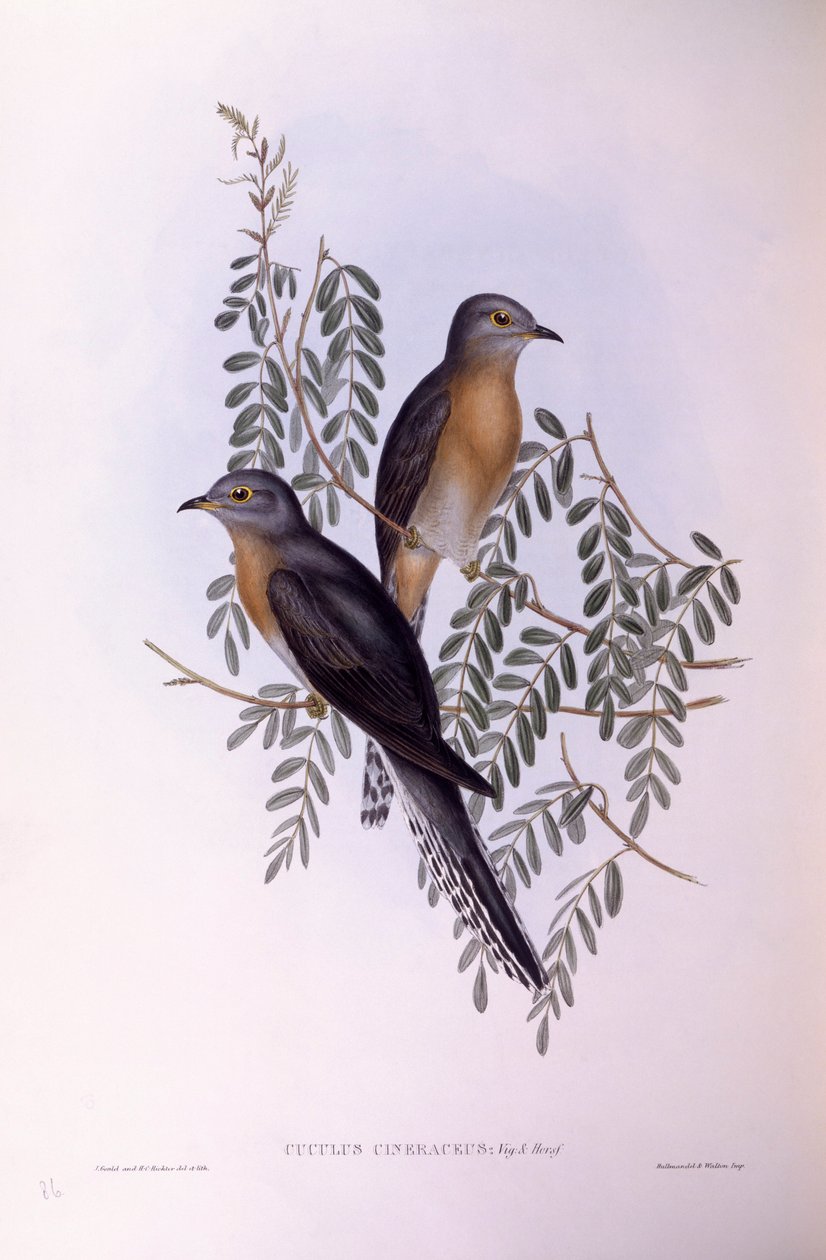 الوقواق ذو الذيل المروحي (Cacomantis flabelliformis) ، نقش بواسطة جون جولد بواسطة جون جولد