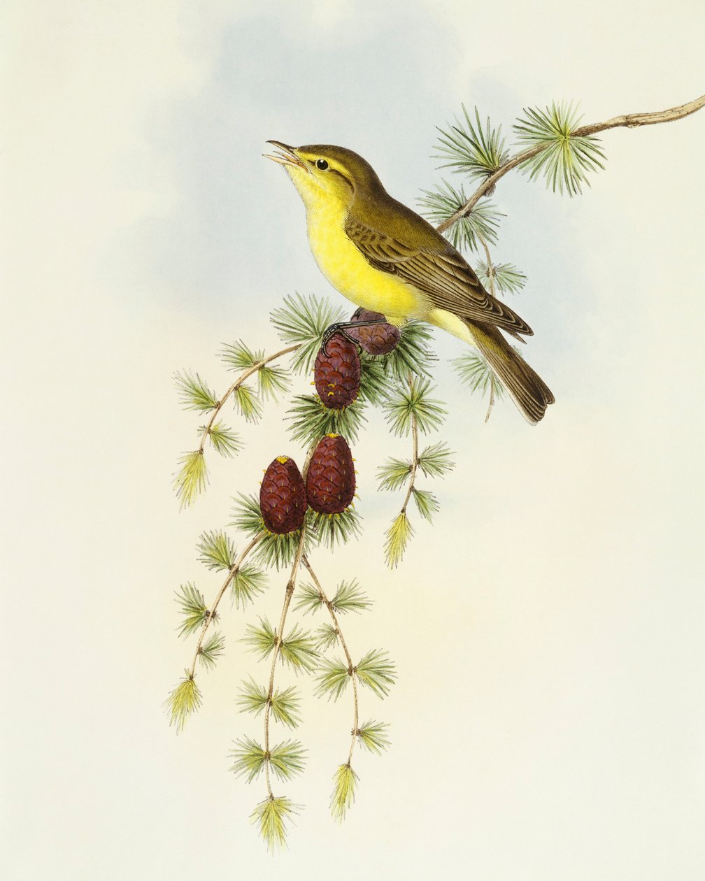 صائد الذباب (Ficedula hypolaris) ، نقش بواسطة جون جولد بواسطة جون جولد