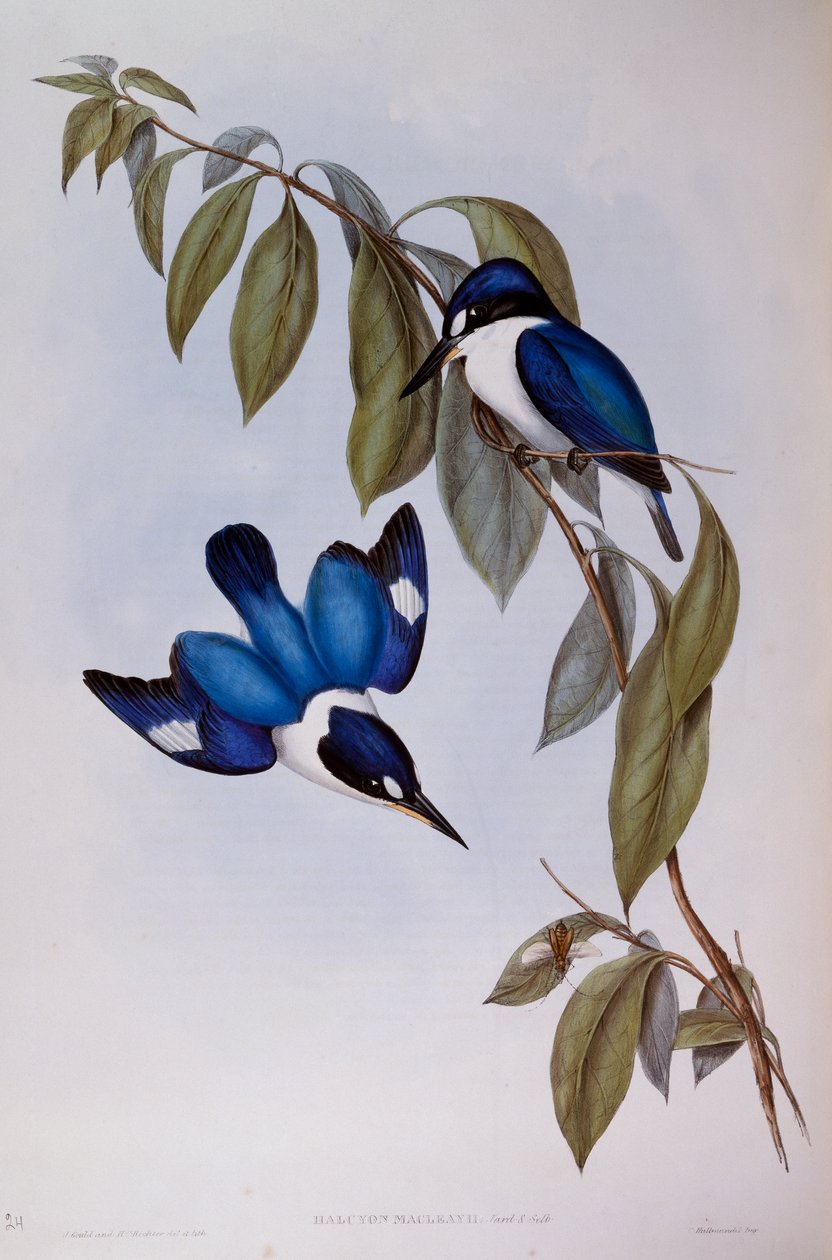 غابة الرفراف (Halcyon Macleay) ، نقش من Birds of Australia بواسطة جون جولد
