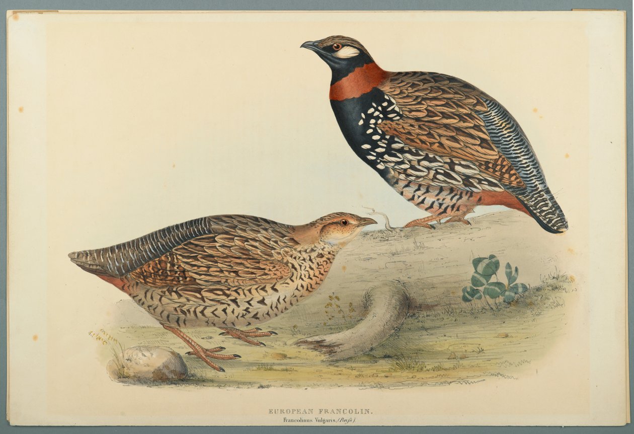 Francolinus Vulgaris (Briss): Francolin الأوروبي (ليثو ملون على ورق منسوج) بواسطة جون جولد
