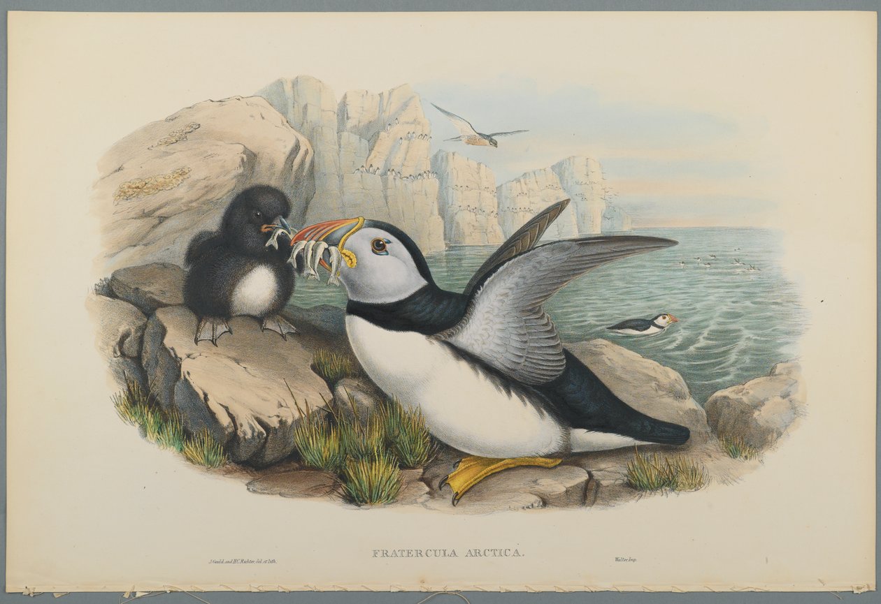 Fratercula Artica: Puffin (ليثو ملون على ورق منسوج) بواسطة جون جولد