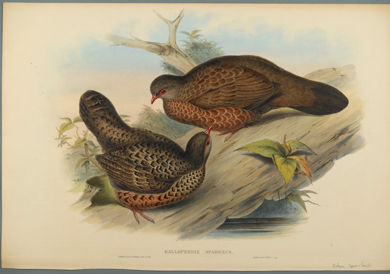 Galloperdix Spadiceus (ليثو ملون على ورق منسوج) بواسطة جون جولد