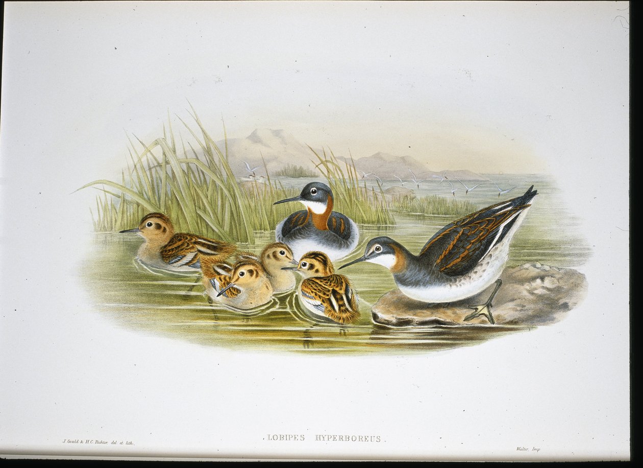 أبو منجل اللامع (Falcinellus Igneus) (ليثو ملون يدويًا) بواسطة جون جولد