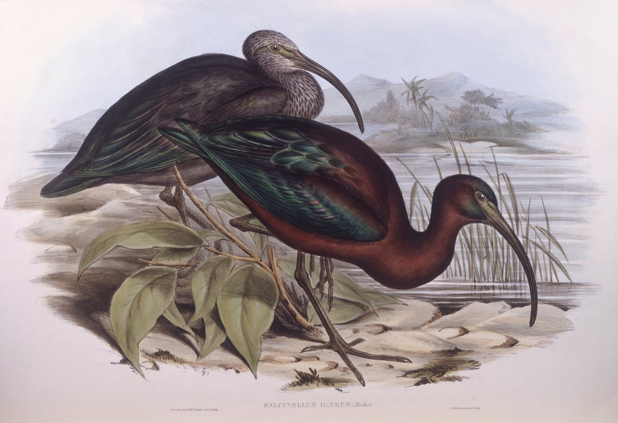 أبو منجل اللامع (Plegadis falcinellus) ، نقش لجون جولد بواسطة جون جولد