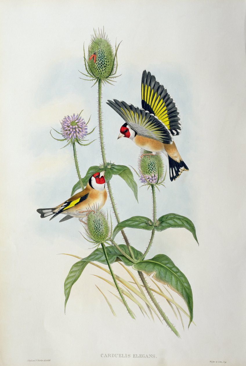 Goldfinch (Carduelis Elegans) (اليد الملونة ليثو) بواسطة جون جولد