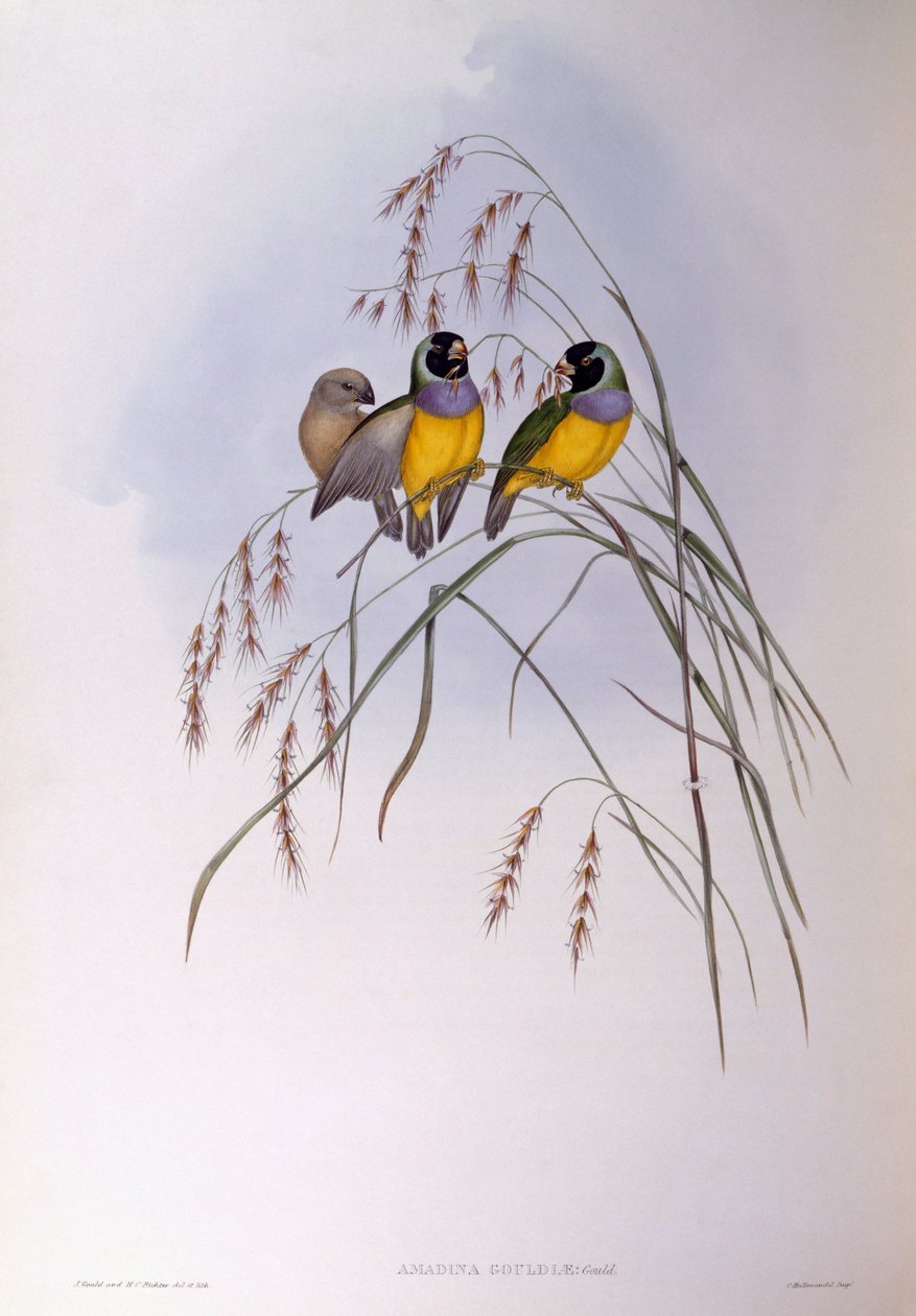 Gouldian Finch (Chloebia أو Erythrura gouldiae) ، نقش بواسطة John Gould بواسطة جون جولد
