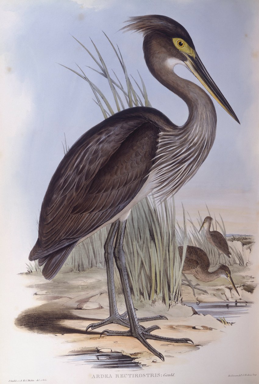 مالك الحزين ذو المنقار العظيم (Ardea sumatrana) ، نقش بواسطة John Gould بواسطة جون جولد