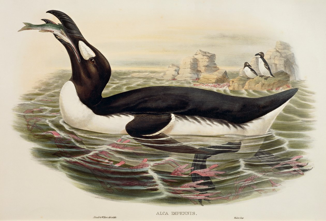 عظيم Auk Pinguinus impennis ، نقش بواسطة جون جولد