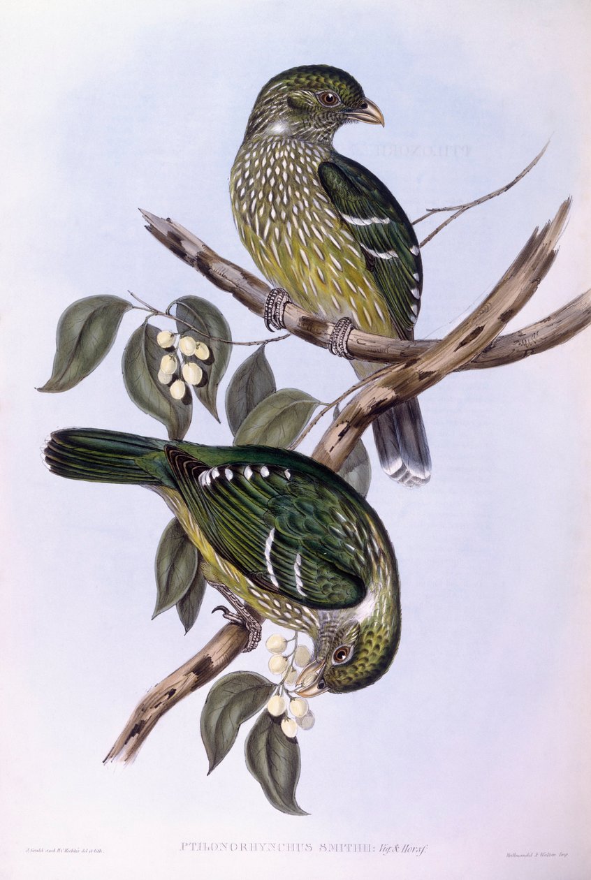 طائر القط الأخضر (Ailuroedus crassirostris) ، نقش بواسطة جون جولد بواسطة جون جولد