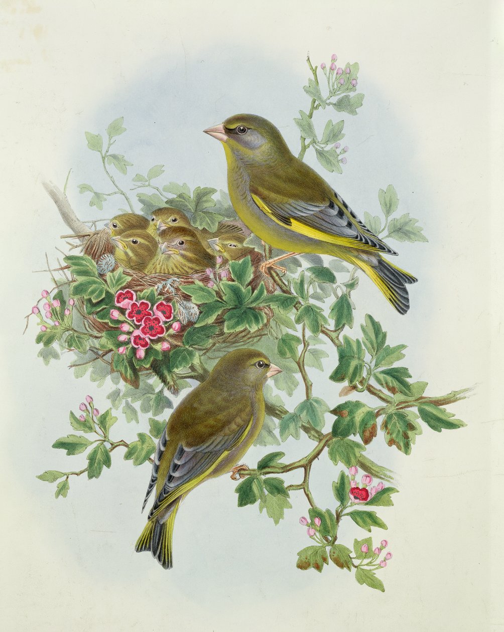 Greenfinch ، 1873 (مرحاض ، قلم رصاص على ورق) بواسطة جون جولد