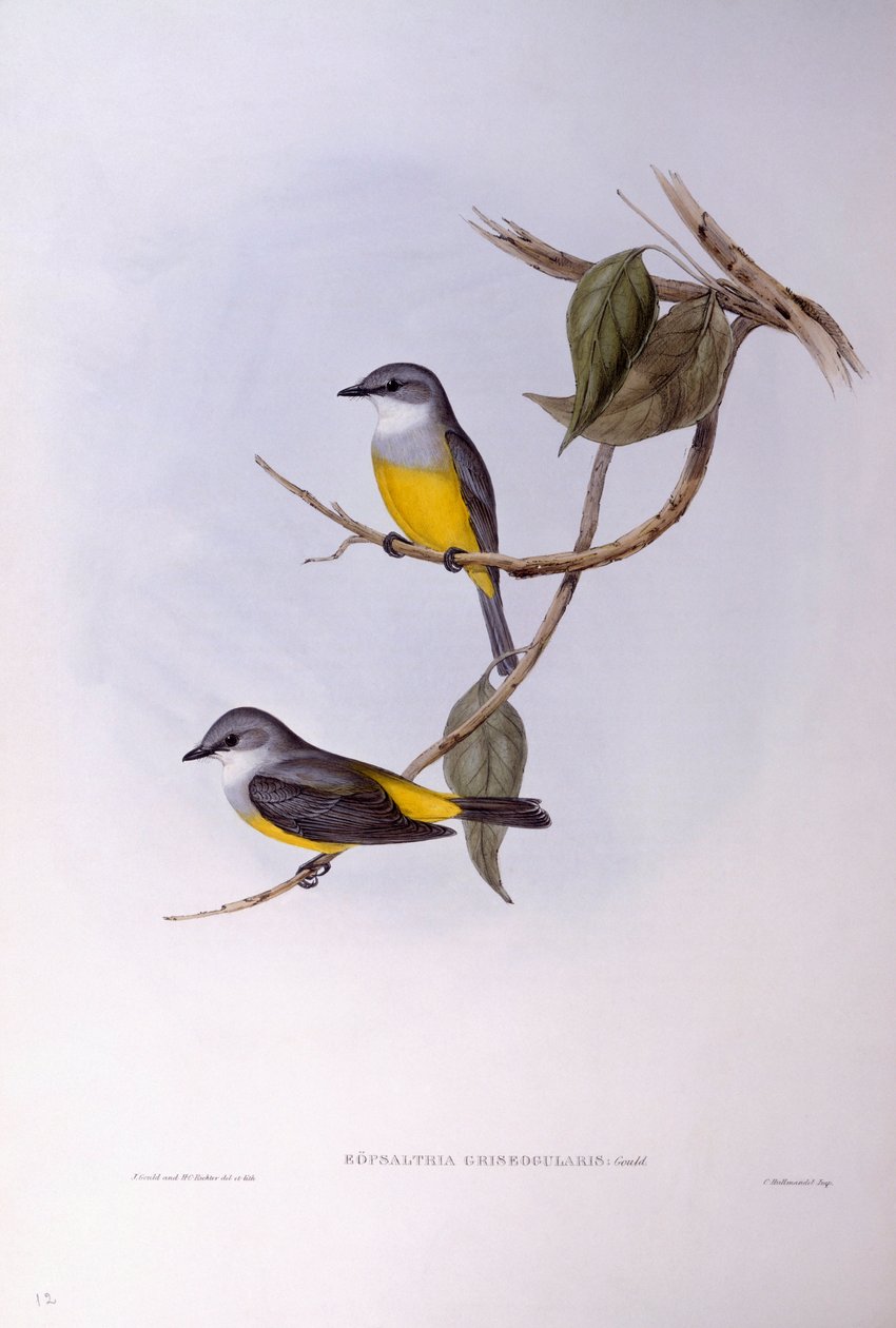 روبن رمادي الصدر (Eopsaltria griseogularis) ، نقش لجون جولد بواسطة جون جولد