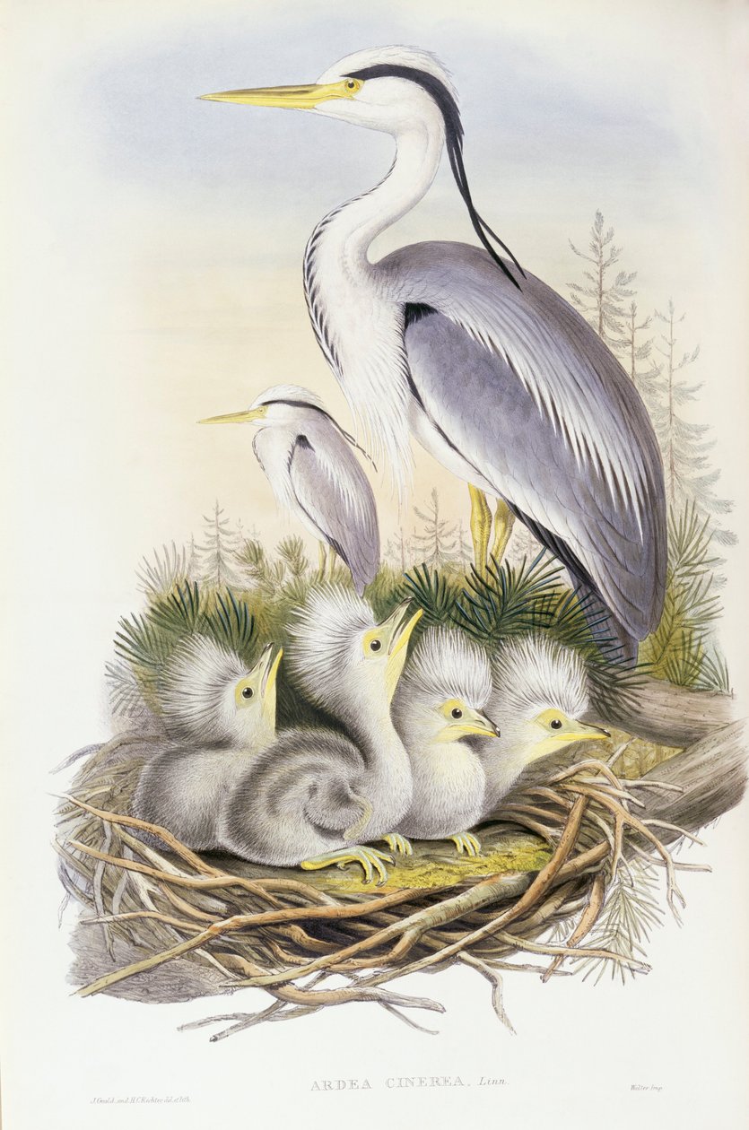 مالك الحزين الرمادي (Ardea cinerea) ، نقش بواسطة John Gould بواسطة جون جولد