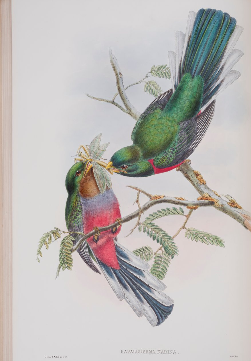 Hapaloderma Narina ، لوحة من طيور بريطانيا العظمى جون جولد ، نشرت 1862-1873 (ليثو ملون باليد) بواسطة جون جولد