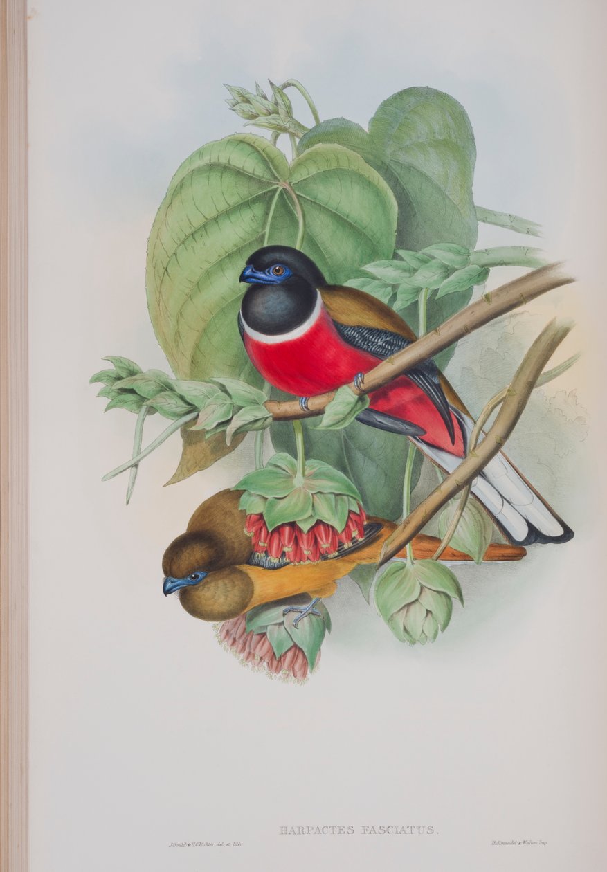Harpactes Fasciatus ، لوحة من طيور بريطانيا العظمى من قبل جون جولد ، نشرت 1862-1873 (ليثو ملون باليد) بواسطة جون جولد