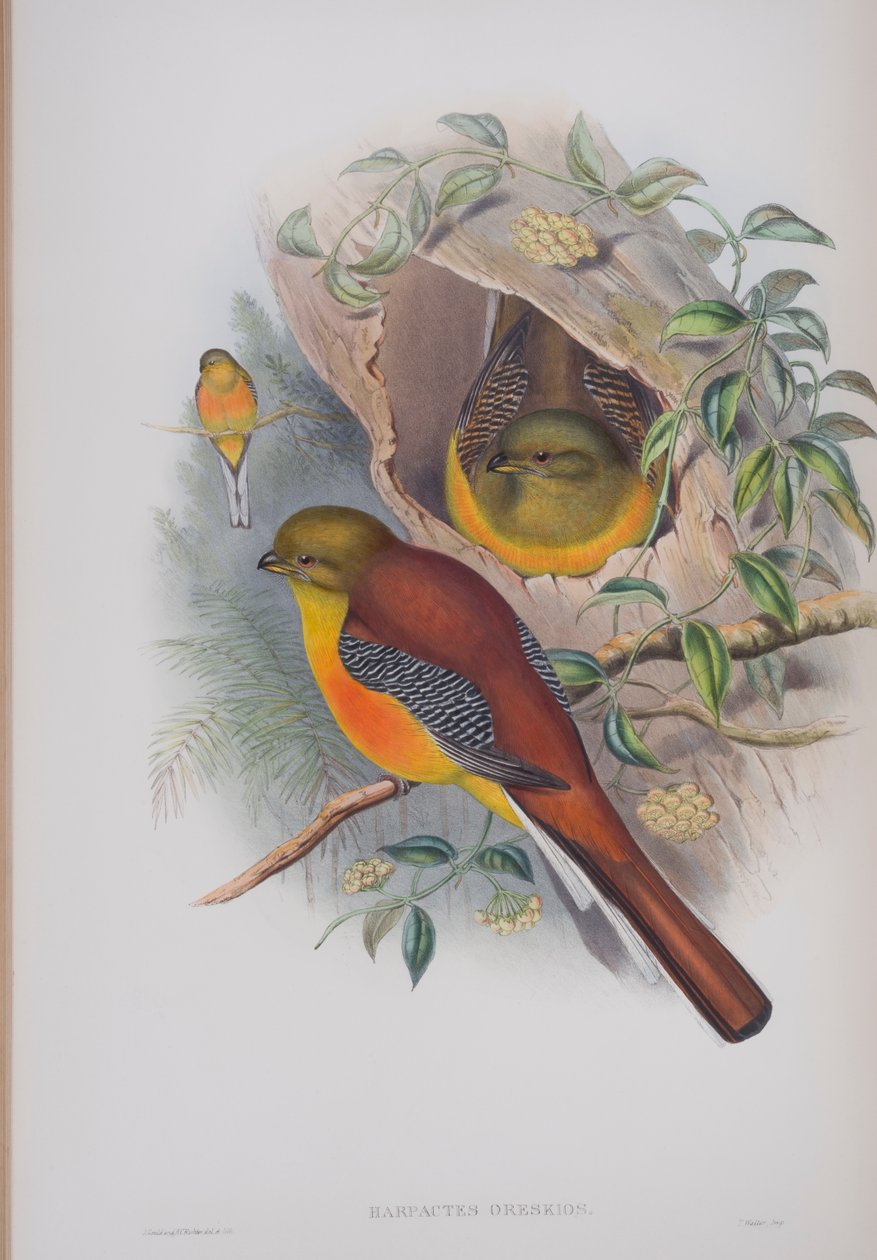 Harpactes Oreskios ، لوحة من طيور بريطانيا العظمى بواسطة جون جولد ، تم نشرها 1862-1873 (ليثو ملون يدويًا) بواسطة جون جولد