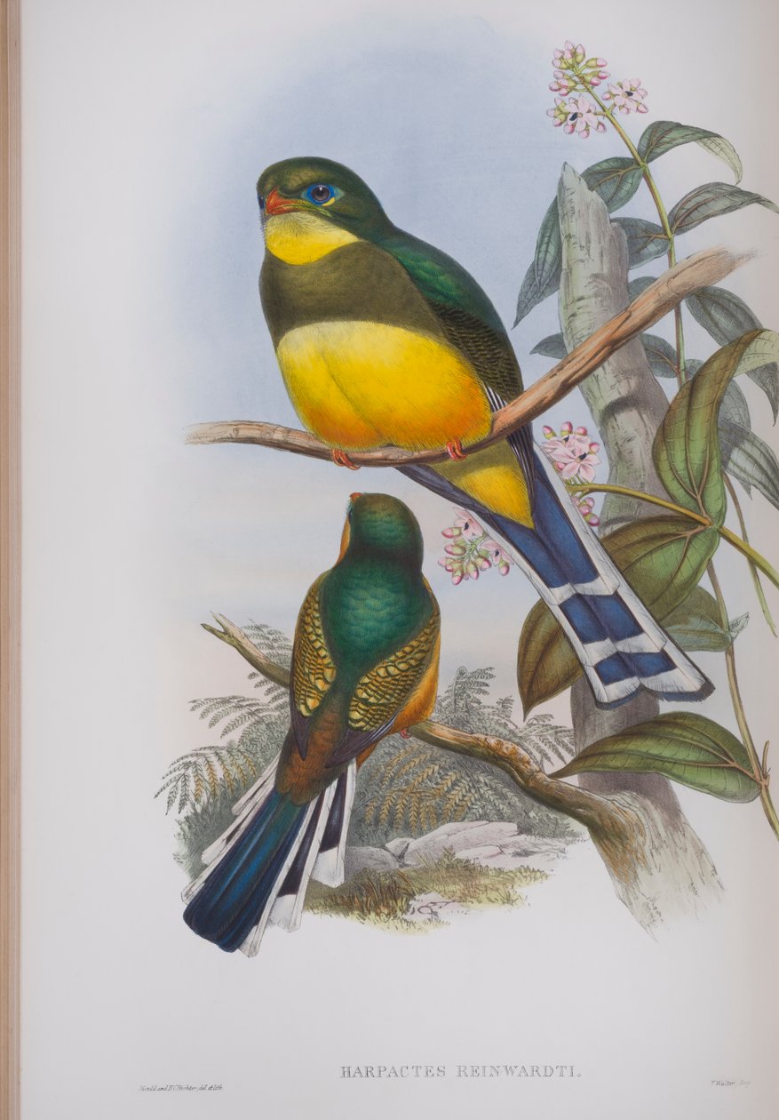 Harpactes Reinwardti ، لوحة من طيور بريطانيا العظمى من قبل جون جولد ، نشرت 1862-1873 (ليثو ملون باليد) بواسطة جون جولد