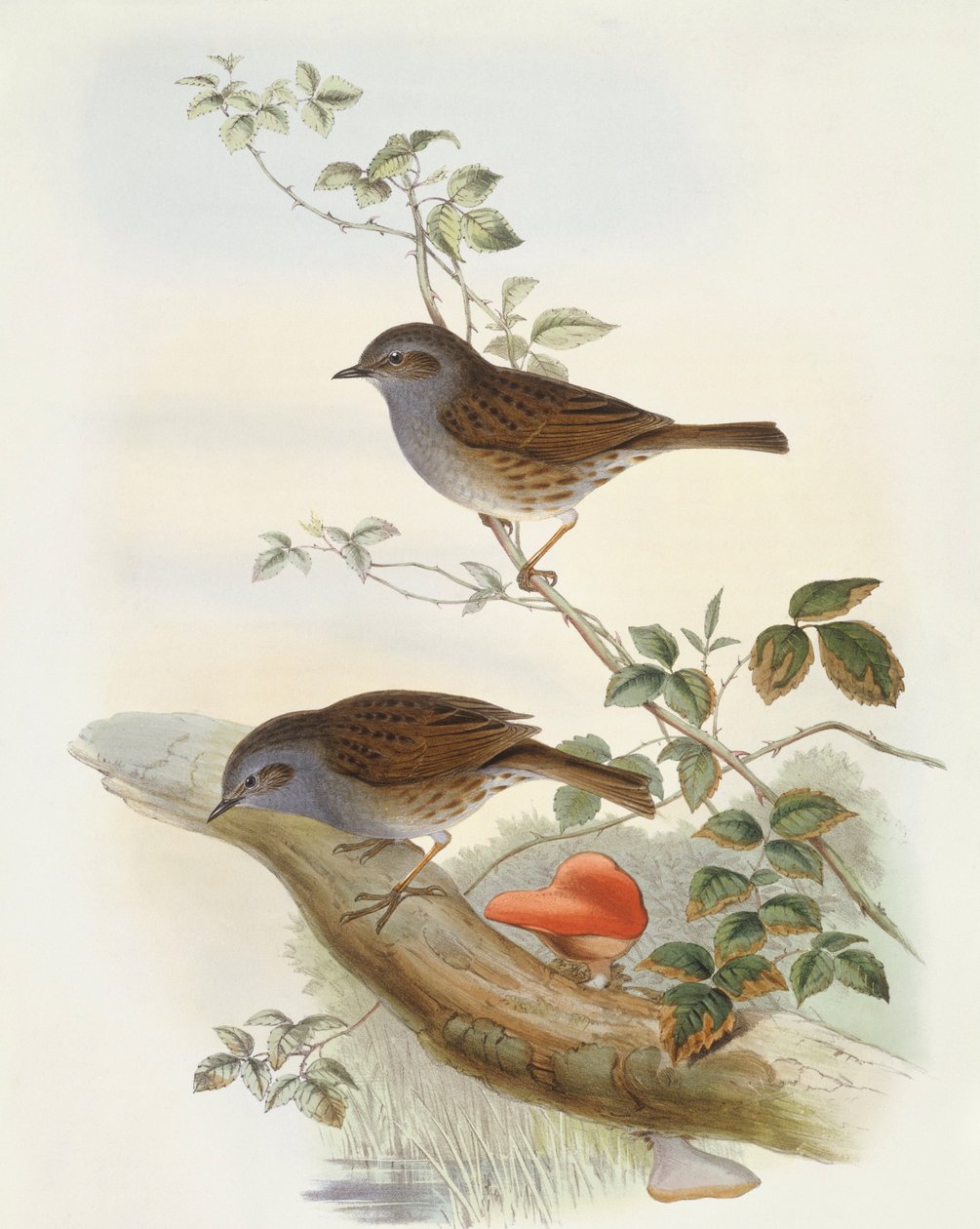 لهجة التحوط (Prunella modularis) ، نقش بواسطة John Gould بواسطة جون جولد