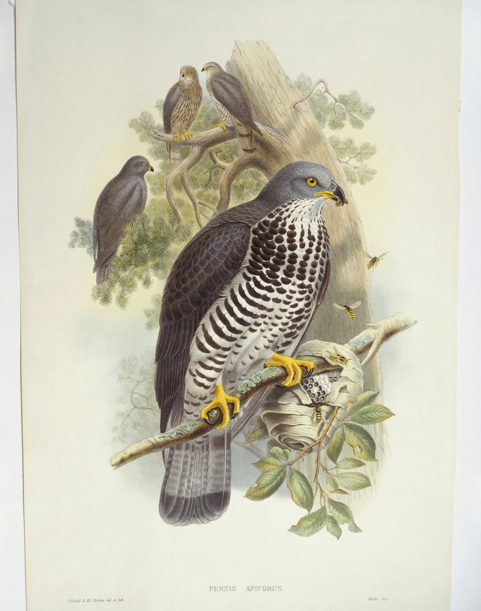 صقر العسل (Pernis apivorus) ، رسم توضيحي بواسطة جون جولد