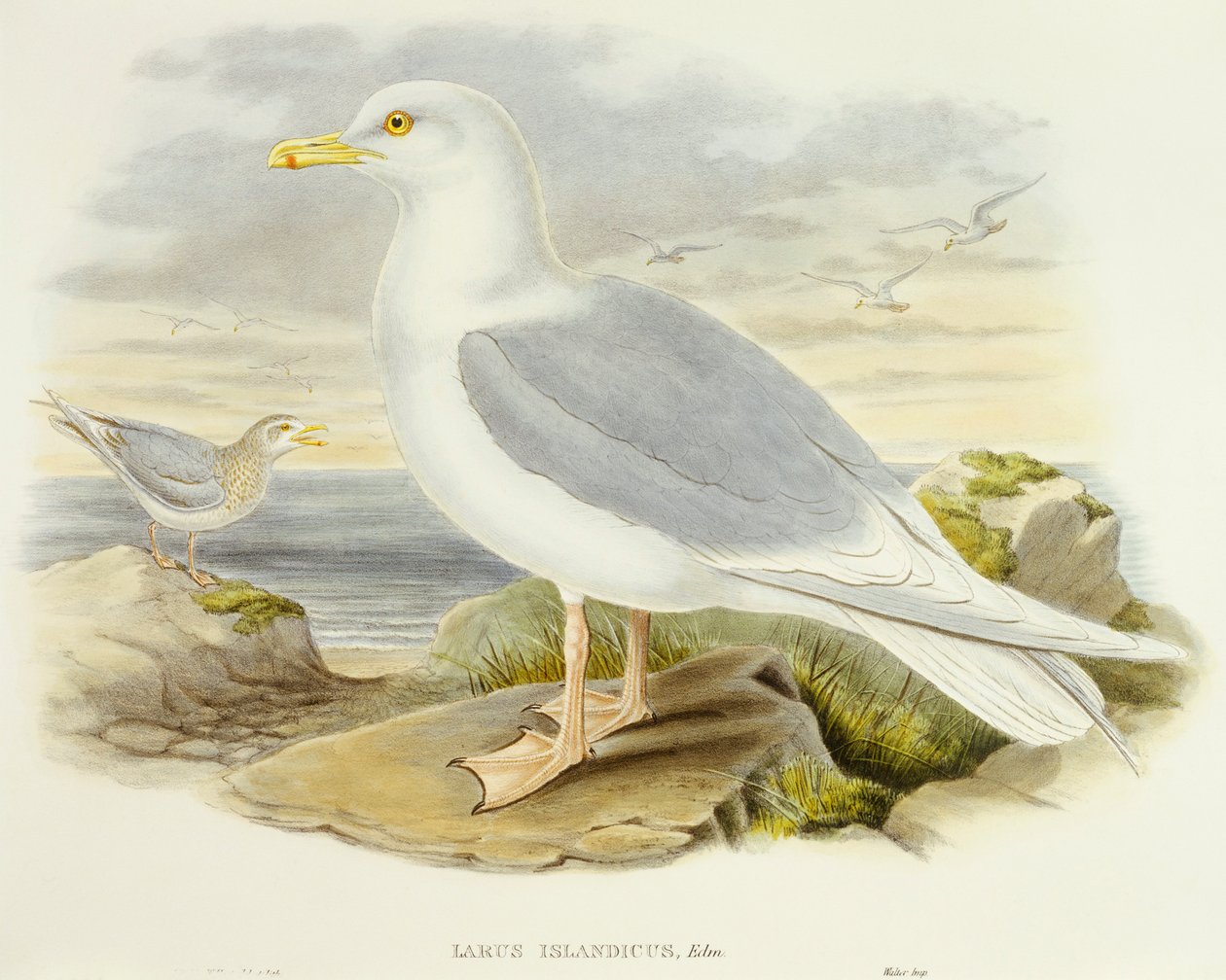 نورس أيسلندا (Larus glaucoides) ، نقش بواسطة جون جولد بواسطة جون جولد