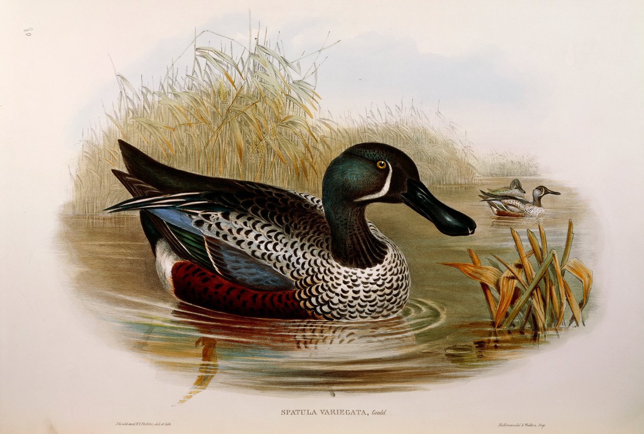 رسم توضيحي من John Gould "The Birds of Australia" يمثل المجراف الأسترالي Anas rhynchotis variegata ، بقلم أوسكار دريسلر بواسطة جون جولد
