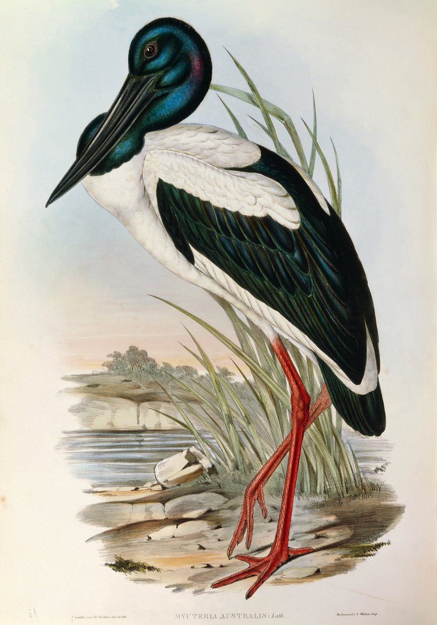 رسم توضيحي من فيلم John Gould "The Birds of Australia" يمثل اللقلق الأسود Ephippiorhynchus asiaticus ، بواسطة جون جولد