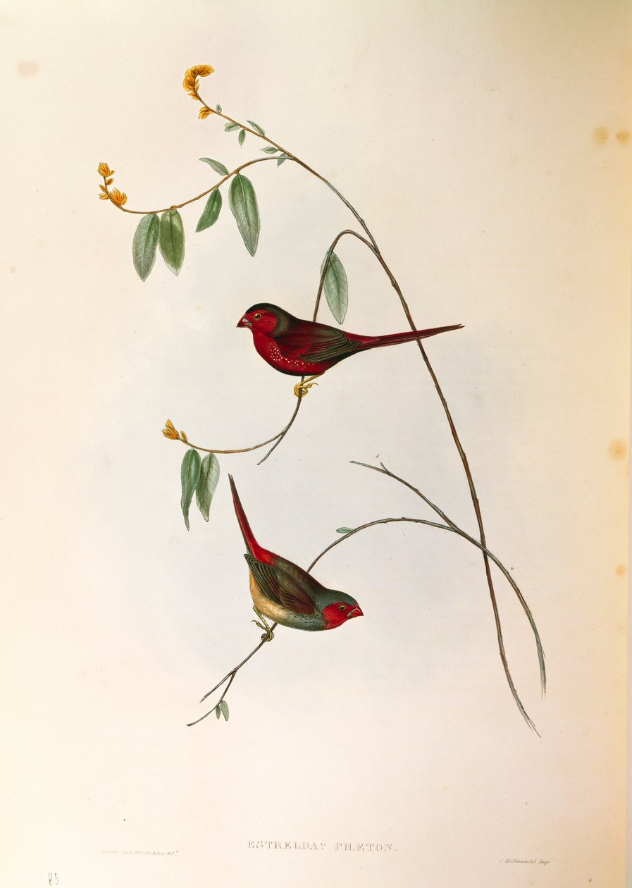 رسم توضيحي من John Gould "طيور أستراليا" يمثل سيارة Crimson Finch Neochmia phaeton ، نقش ملون بواسطة جون جولد