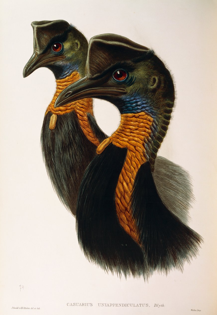 رسم توضيحي من فيلم "The Birds of Australia" لجون جولد يمثل شمال Cassowary Casuarius unappendiculatus ، بقلم أوسكار دريسلر بواسطة جون جولد