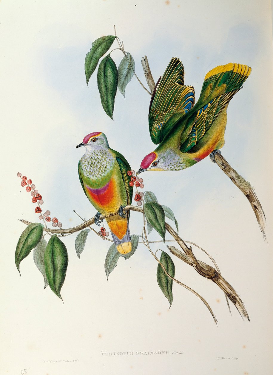 رسم توضيحي من John Gould "The Birds of Australia" يمثل حمامة الفاكهة المتوجة بالزهور Ptilinopus regina ، بواسطة جون جولد