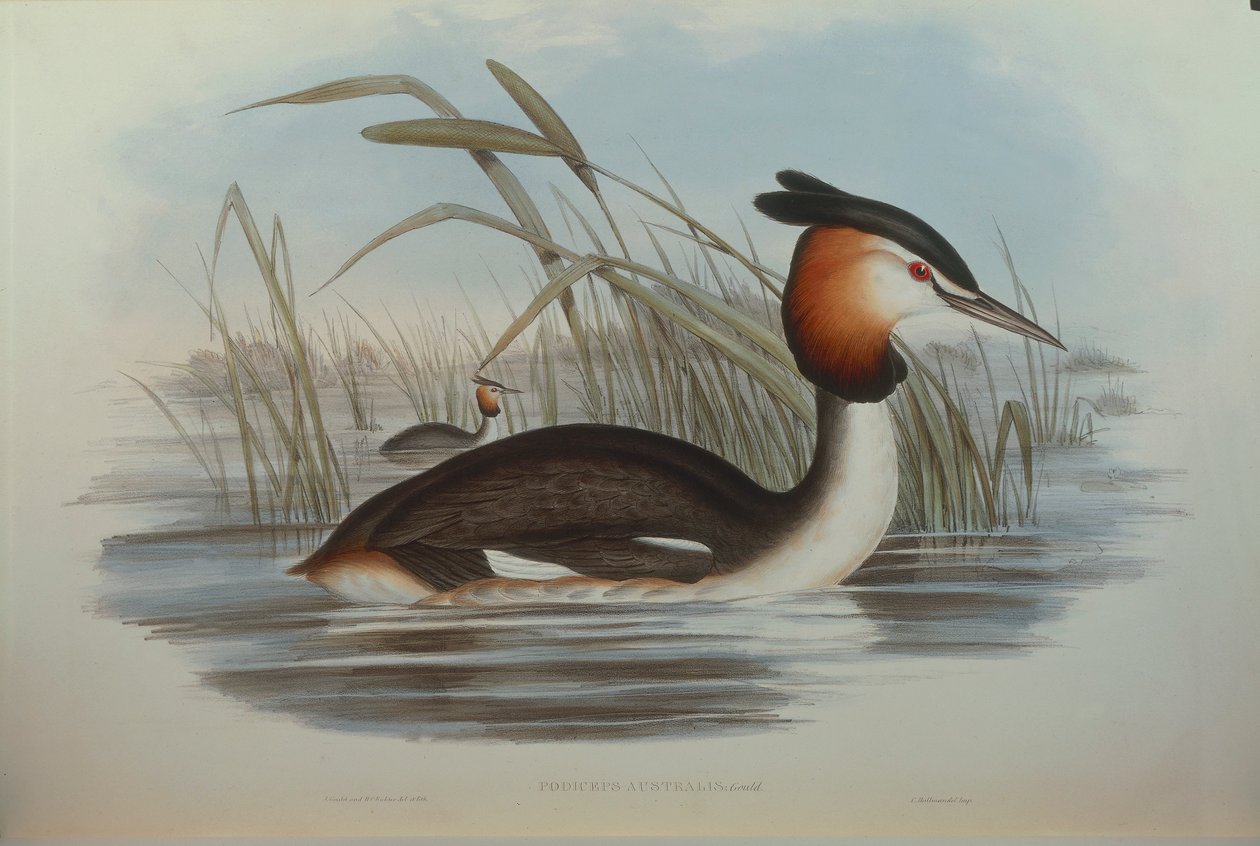 رسم توضيحي من فيلم "The Birds of Australia" لجون جولد يمثل المتوج الجنوبي Grebe Podiceps cristatus australis ، بقلم أوسكار دريسلر بواسطة جون جولد