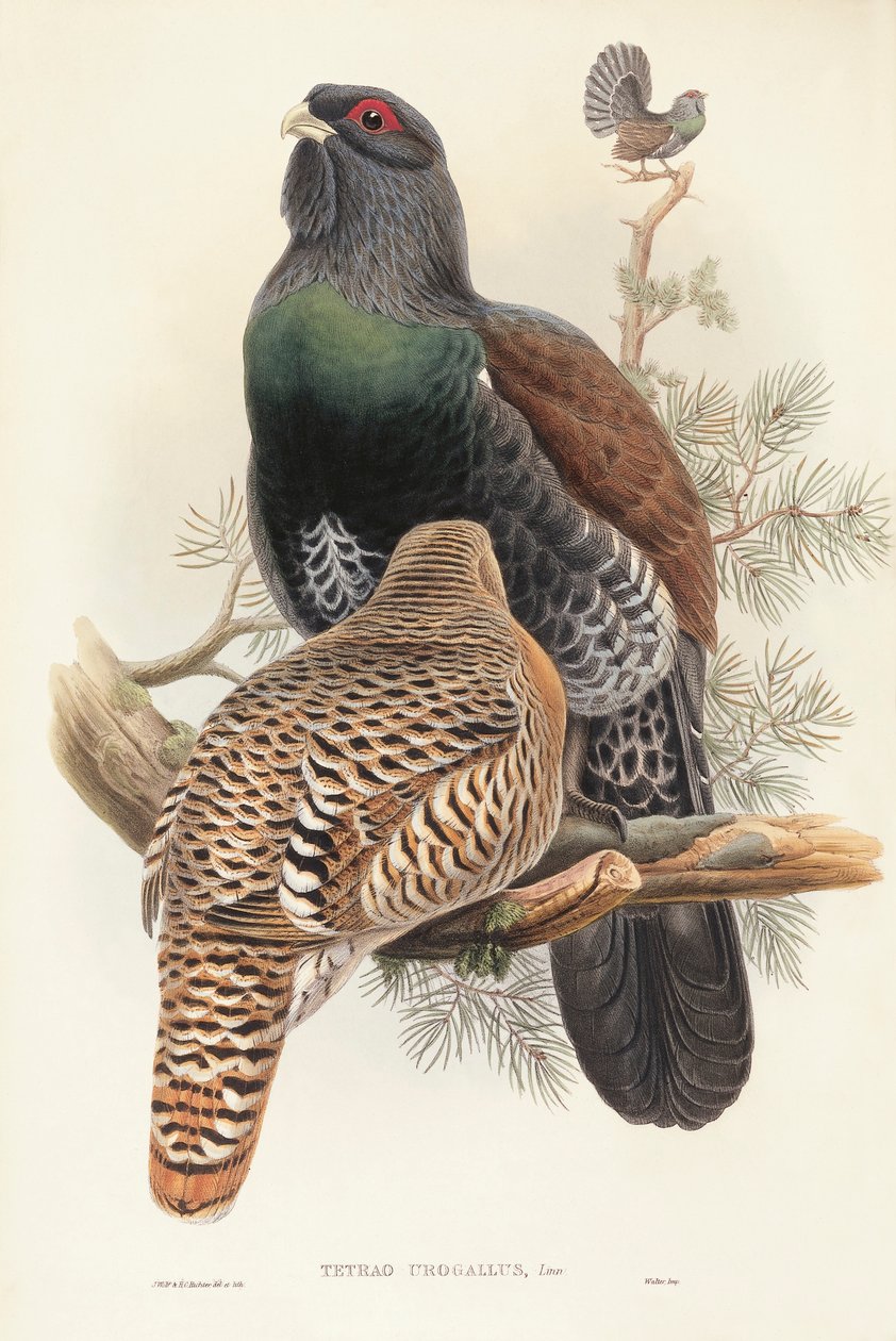 رسم توضيحي من فيلم "طيور بريطانيا العظمى" لجون جولد يمثل Capercaillie Tetrao urogallus بواسطة جون جولد
