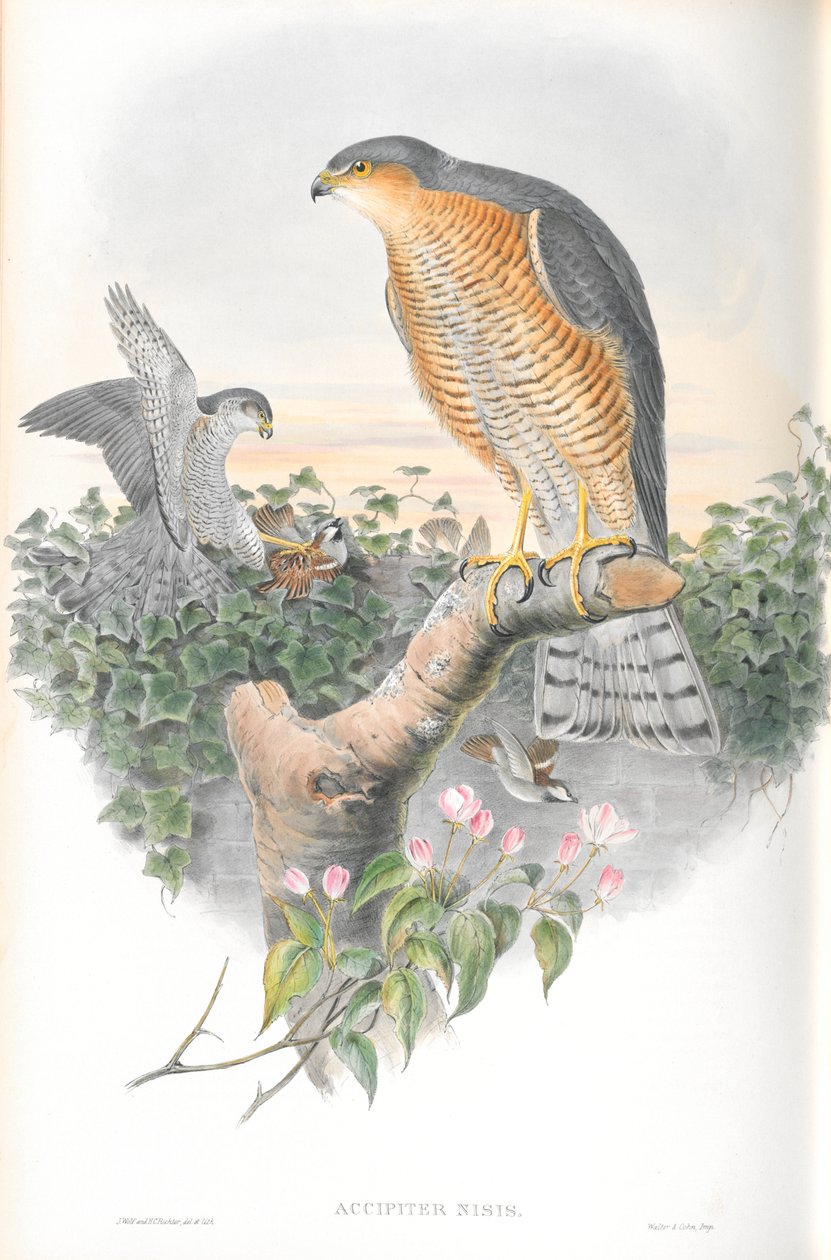 رسم توضيحي لمشكلة Accipiter Nisis (Sparrow-hawk) بواسطة جون جولد