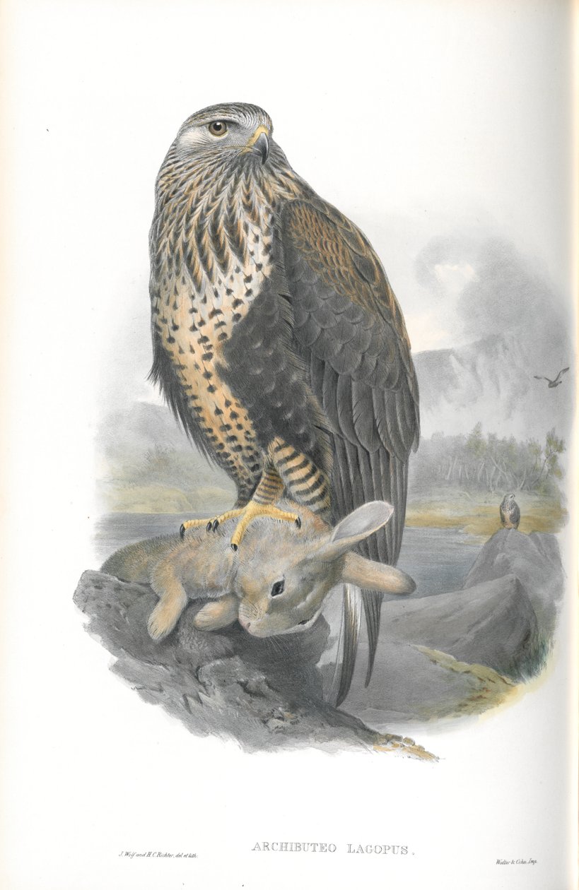 رسم توضيحي لأرشيبوتيو لاغوبوس (Buzzard Rough-legged) بواسطة جون جولد