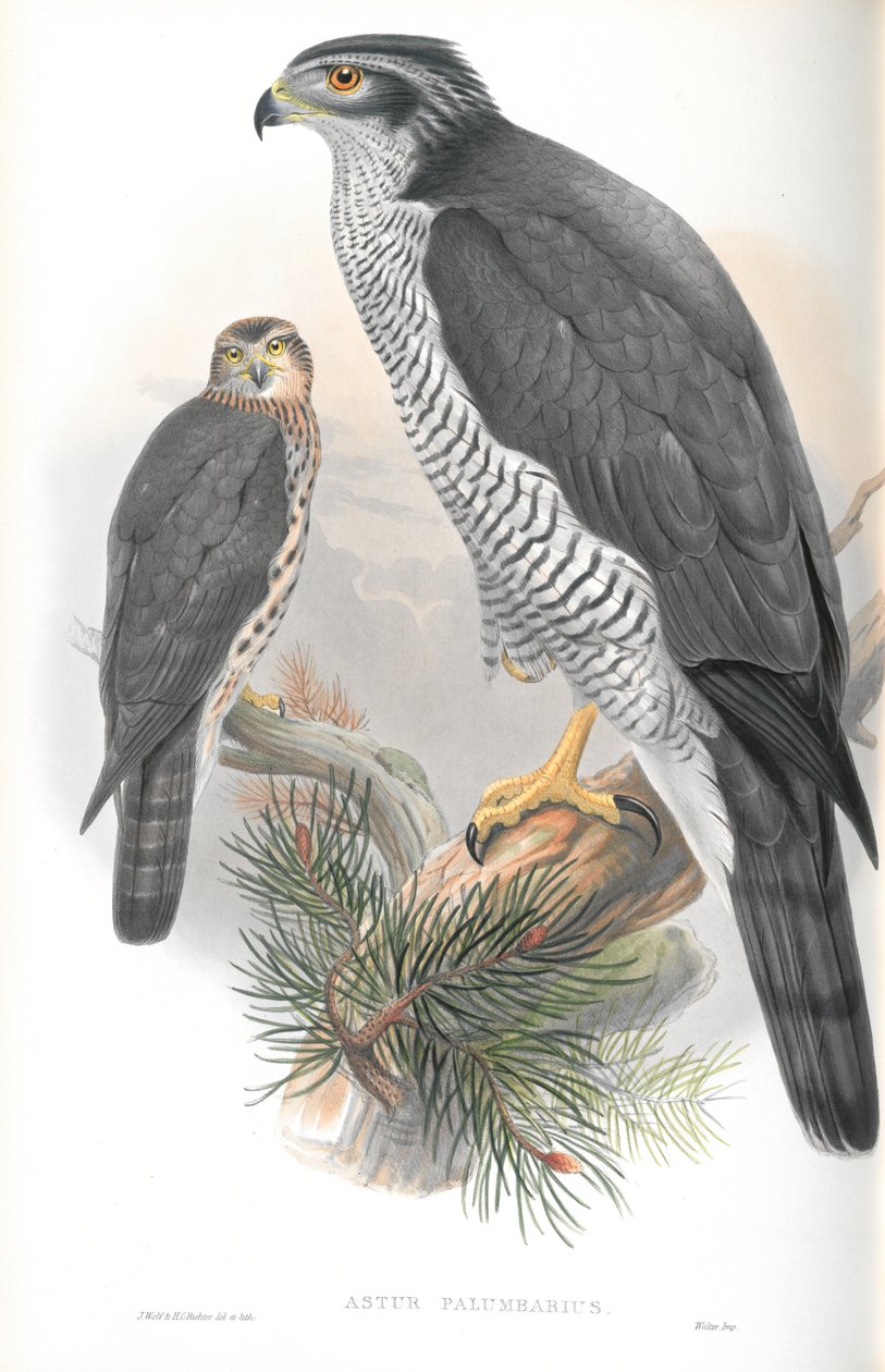 رسم توضيحي لـ Astur Palumbarius (Goshawk) بواسطة جون جولد