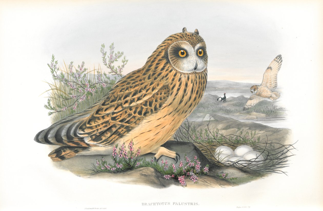 رسم توضيحي لـ Brachyotus Palustris (بومة قصيرة الأذن) بواسطة جون جولد