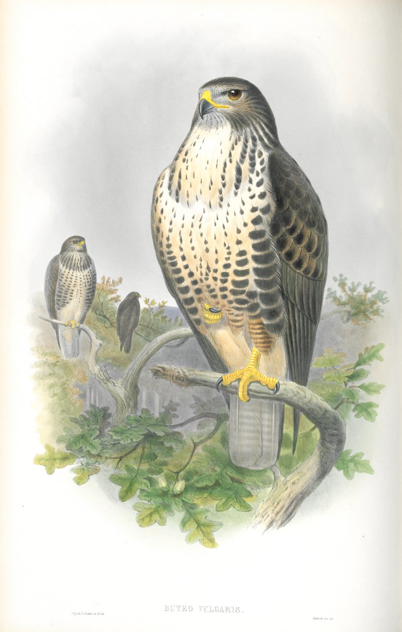 توضيح من Buteo Vulgaris (Common Buzzard) بواسطة جون جولد