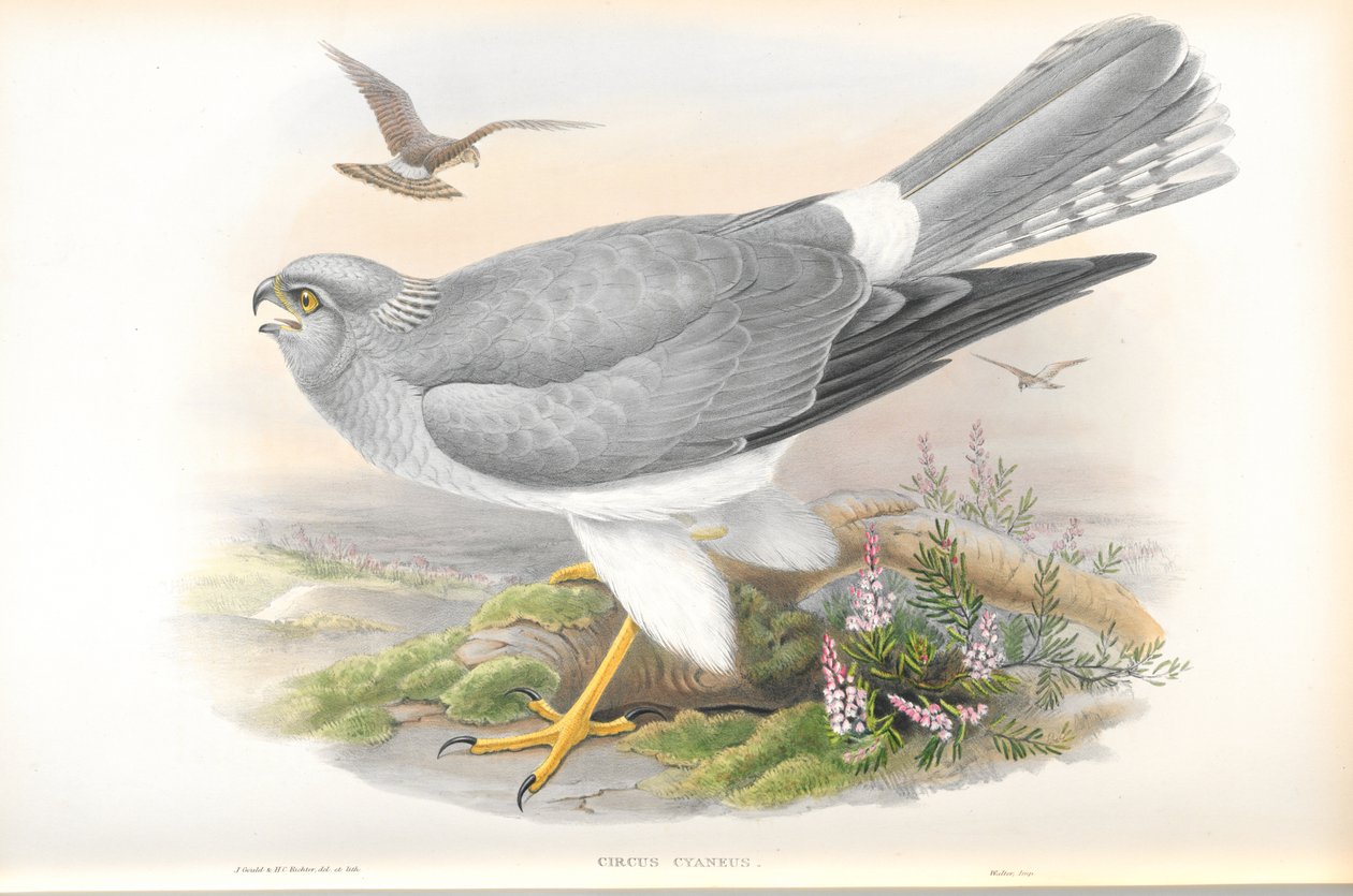 رسم توضيحي لسيرك سيانيوس (Hen Harrier) بواسطة جون جولد