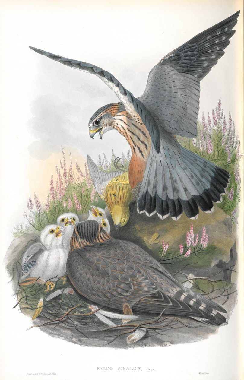 رسم توضيحي لـ Falco Aesalon (Merlin) بواسطة جون جولد
