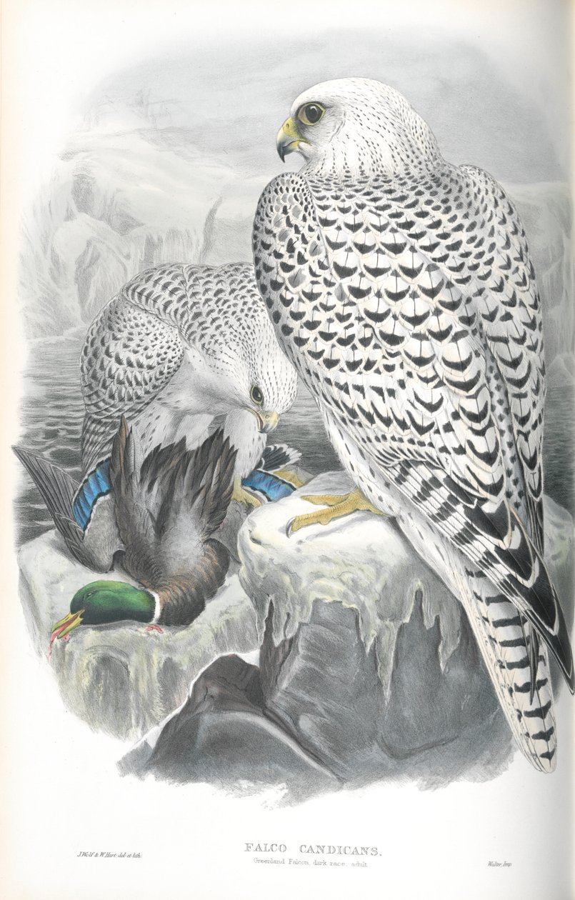 رسم توضيحي لـ Falco Candicans (Greenland Falcon Dark Race) بواسطة جون جولد