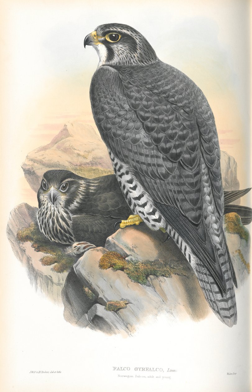 رسم توضيحي لـ Falco Gyrfalco (Norwegian Gyrfalcon) بواسطة جون جولد