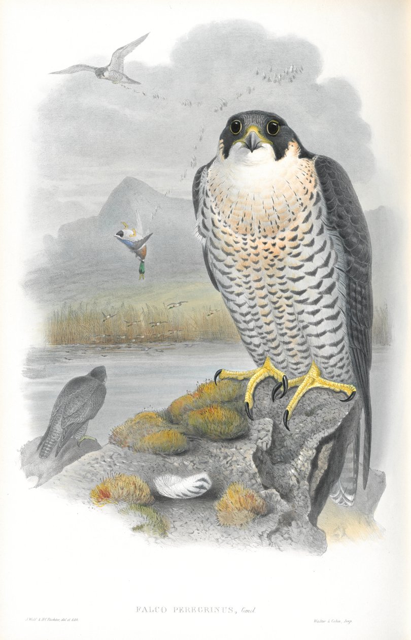 رسم توضيحي لـ Falco Peregrinus (Peregrine Falcon) بواسطة جون جولد