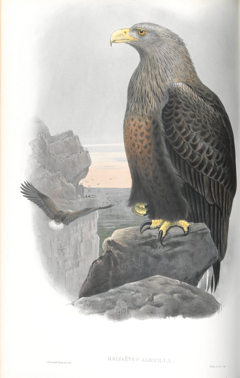 التوضيح من Haliaetus Albicilla (Sea-Eagle) بواسطة جون جولد