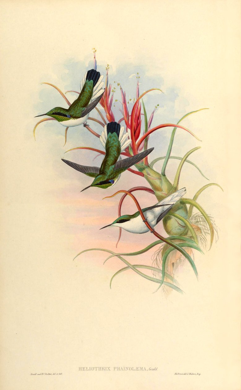 رسم توضيحي ل Heliothrix phaïnolæma (= Heliothryx auritus phainolaemus) (الطائر الطنان) في Tillandsia bulbosa (bromeliad) بواسطة جون جولد