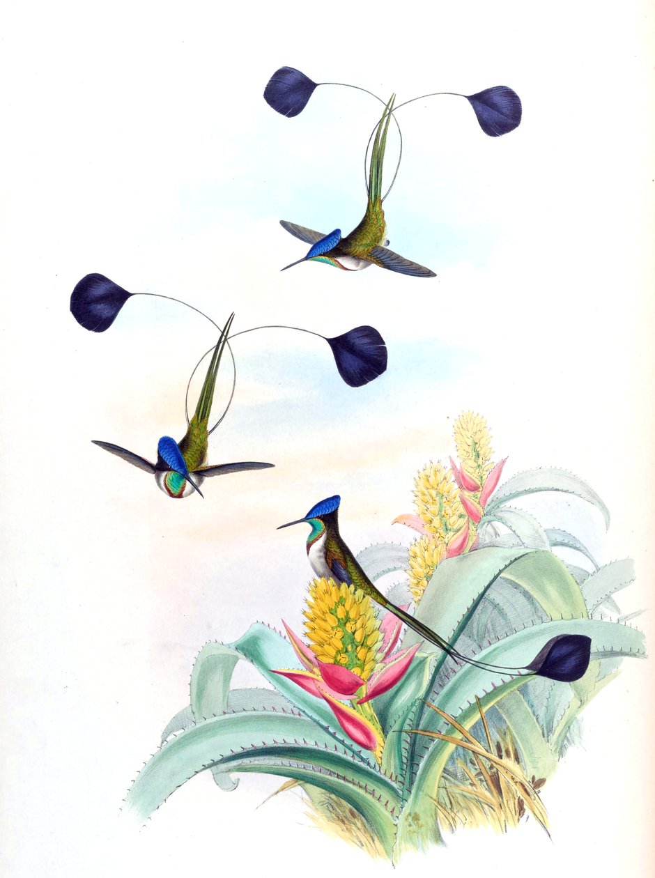 رسم توضيحي لـ Loddigesia mirabilis (الطائر الطنان) على Aechmea mertensii (مثل syn. A. mucroniflora) (bromeliad) بواسطة جون جولد