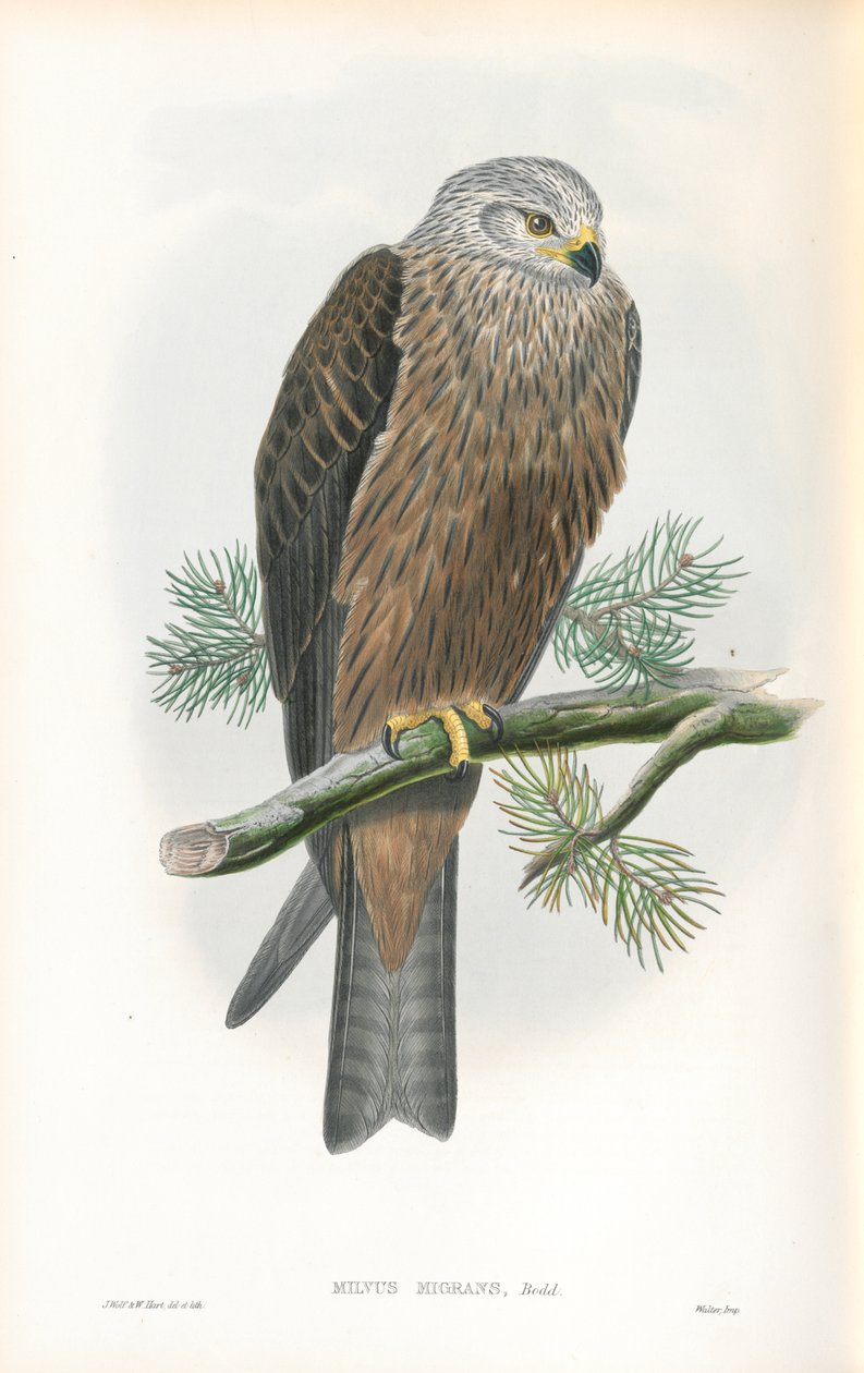 رسم توضيحي لـ Milvus Migrans (Black Kite) بواسطة جون جولد