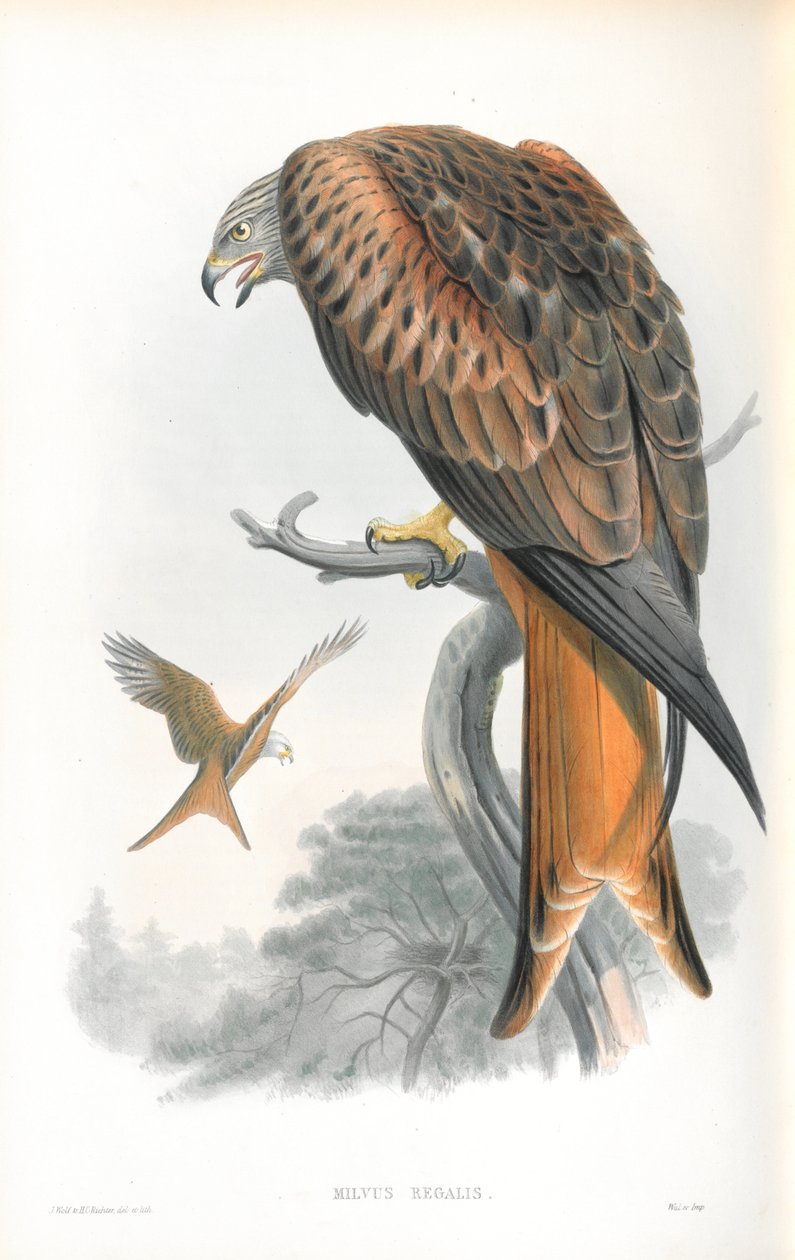 رسم توضيحي لـ Milvus Regalis (طائرة ورقية) بواسطة جون جولد