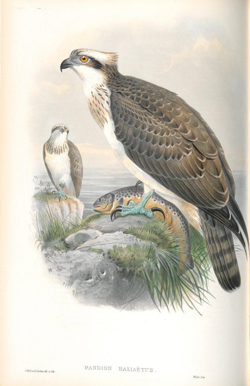 رسم توضيحي ل Pandion Hallaetus (Osprey) بواسطة جون جولد