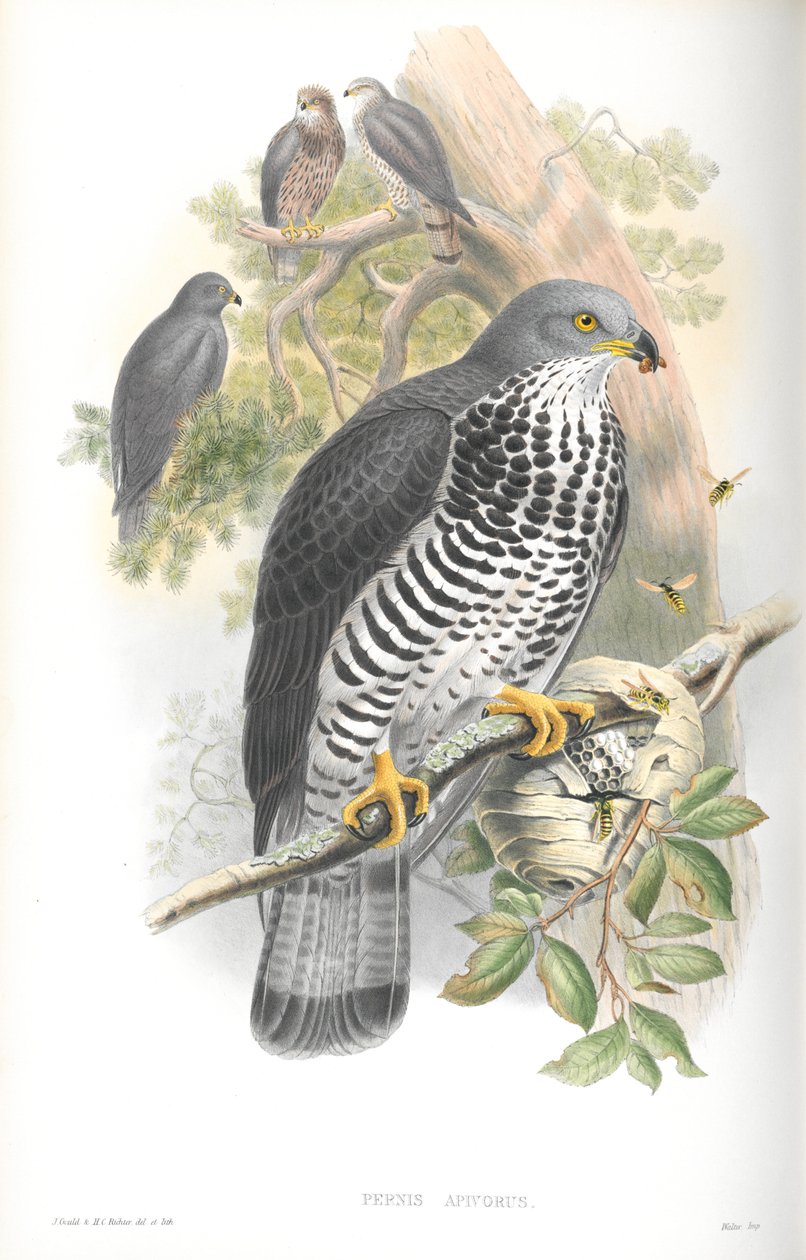 رسم توضيحي لـ Pernis Apivorus (Honey-Buzzard) بواسطة جون جولد