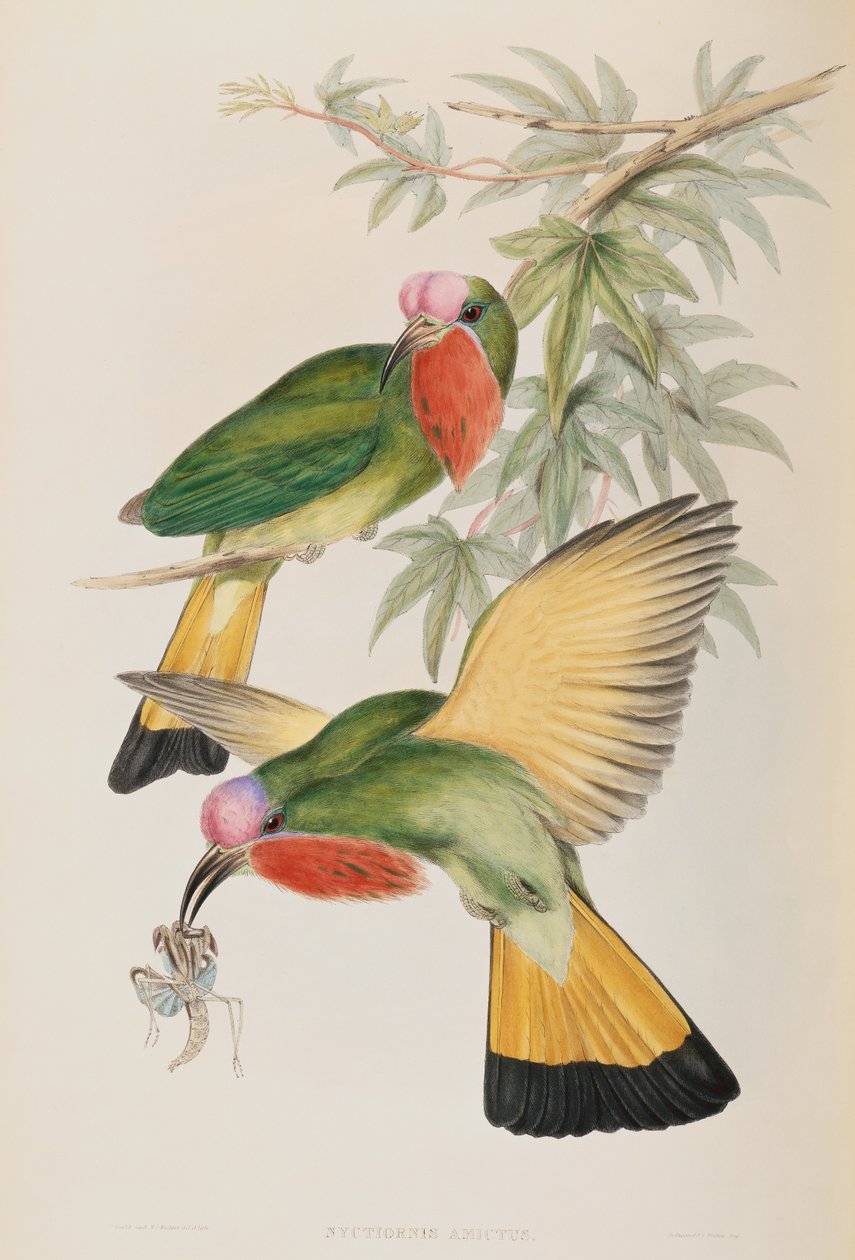 الرفراف (Nyctiornis amictus) من طيور آسيا بواسطة جون جولد