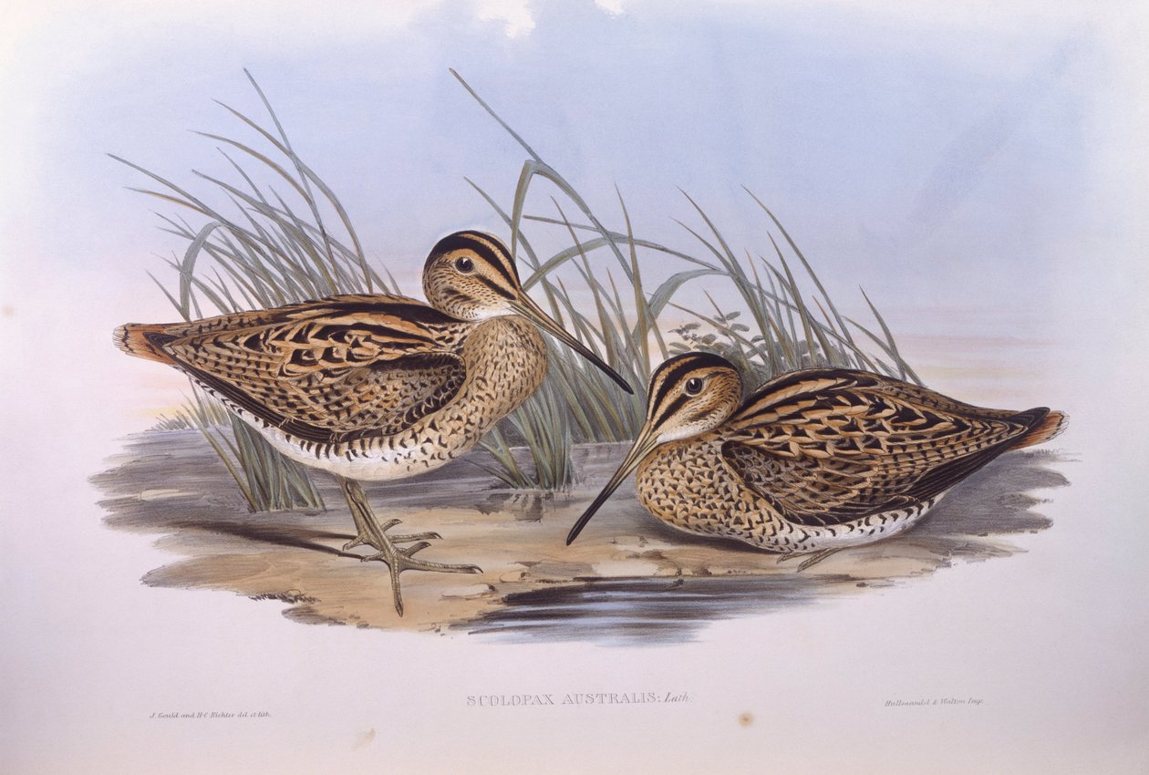 قنص لاثام (Gallinago hardwickii) ، نقش بواسطة جون جولد بواسطة جون جولد